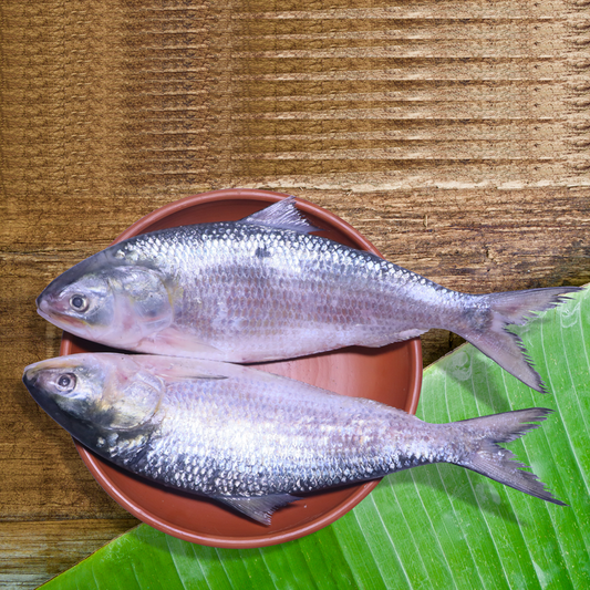 Hilsa/Ilish